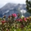 Alpenrosenblüte am Fellhorn bei Oberstdorf